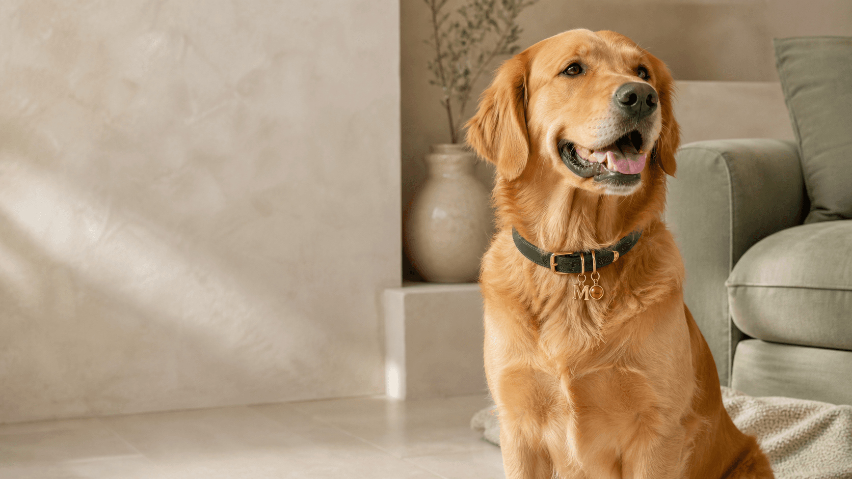 Golden retriever wearing a personalized green collar in a warm home